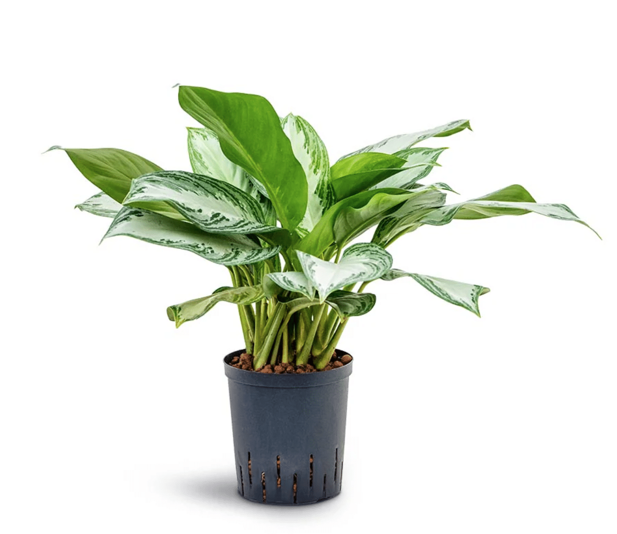 Silver bay chinese evergreen in black pot